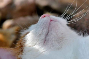 Bilo da mačke daju valerijanu? Bilo da mačke daju valerijanu?